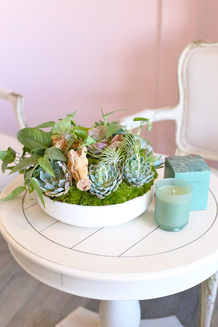 Pale blue-green echeveria, air plants and trailing greenery in a shallow white ceramic bowl.
