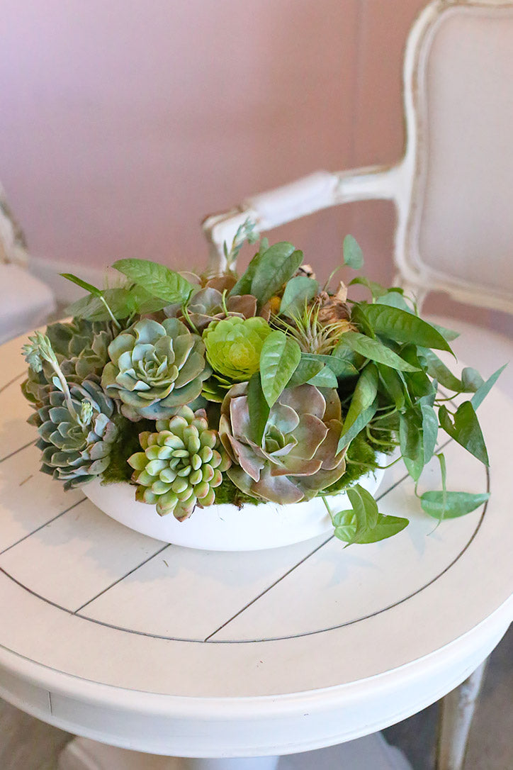 Pale blue-green echeveria, air plants and trailing greenery in a shallow white ceramic bowl.