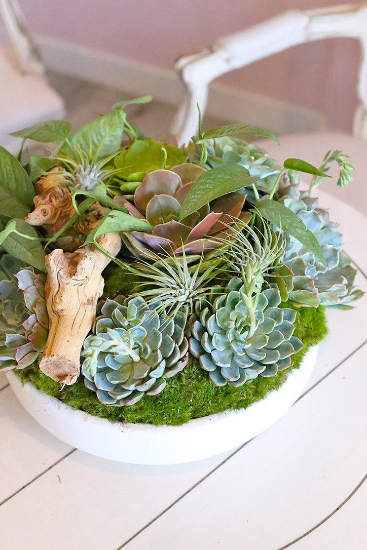 Side view of layered echeveria, trailing greenery and natural wood in a low white planter.