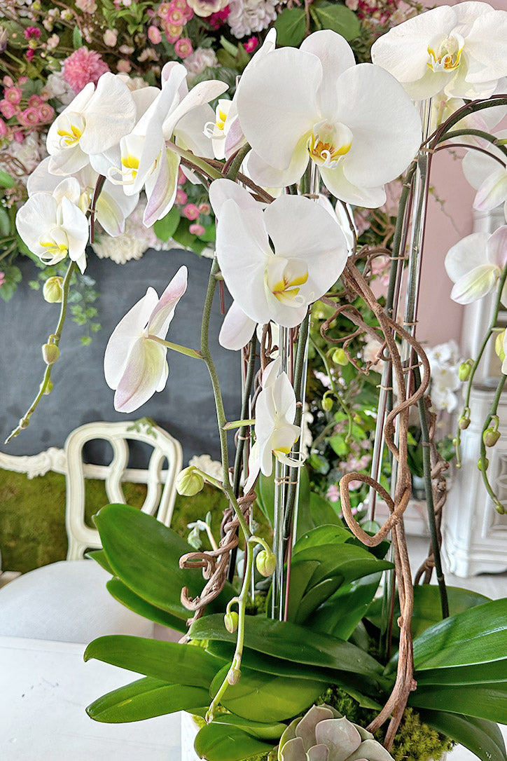 Close-up of pure white Phalaenopsis blooms on gracefully arching orchid spikes