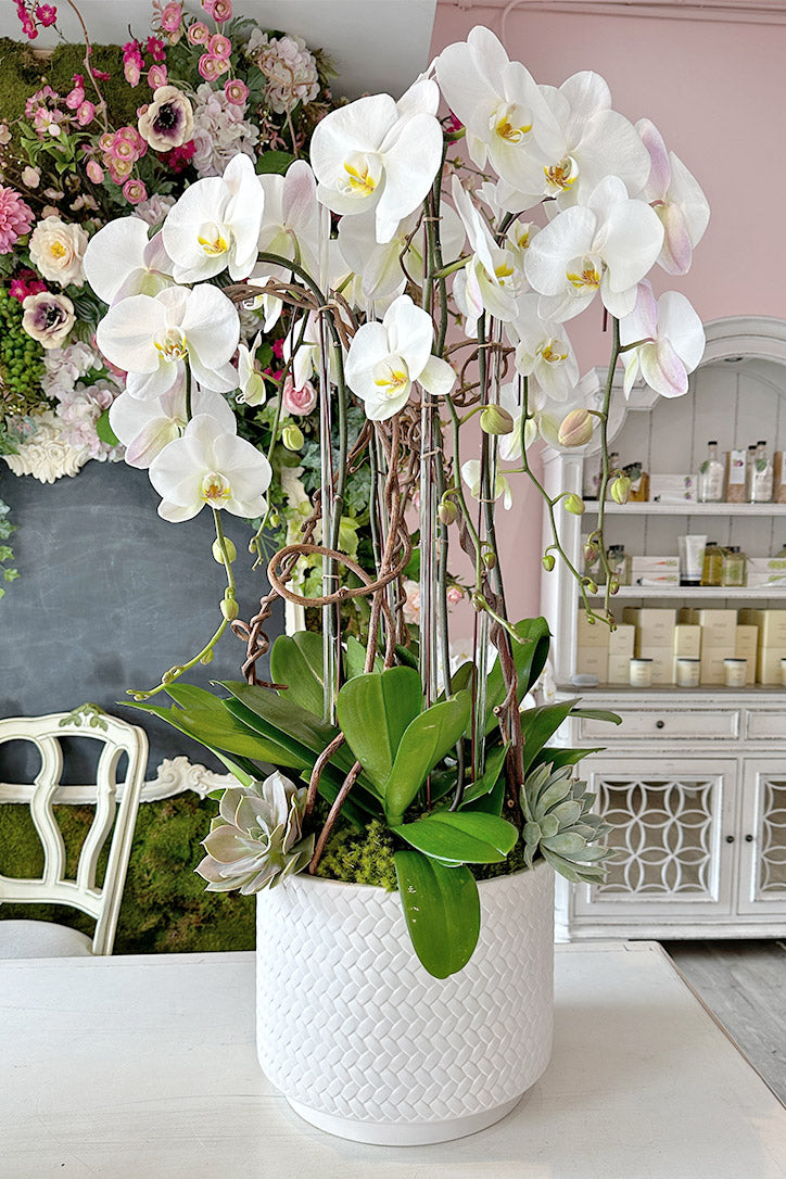 Cascading white Phalaenopsis orchids with two succulents in a white ceramic vase