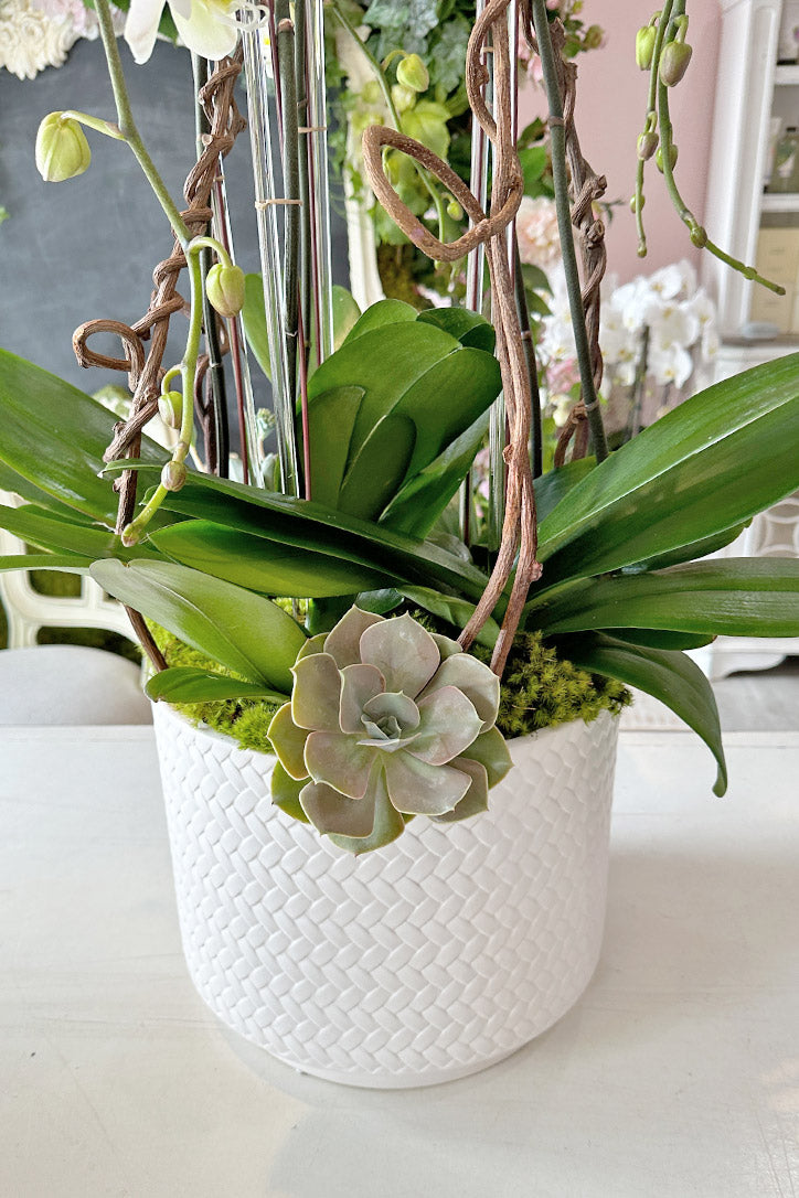Elegant white ceramic vase with fresh moss, orchid leaves and two green succulents