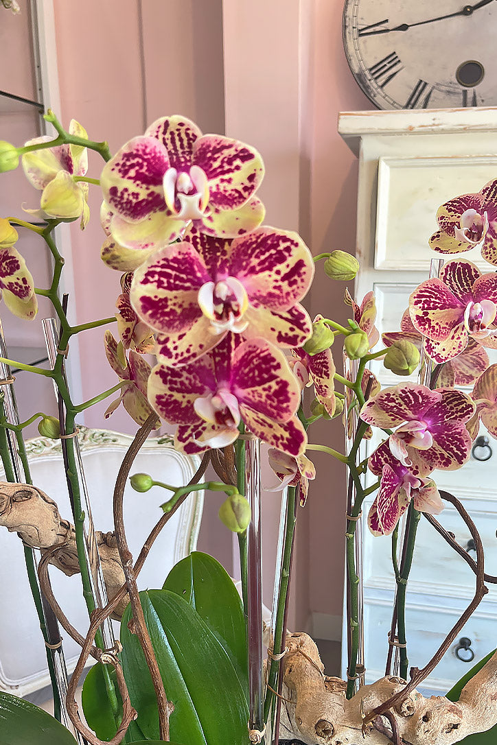 Close-up of yellow orchid blooms veiled with rich magenta and fuchsia markings