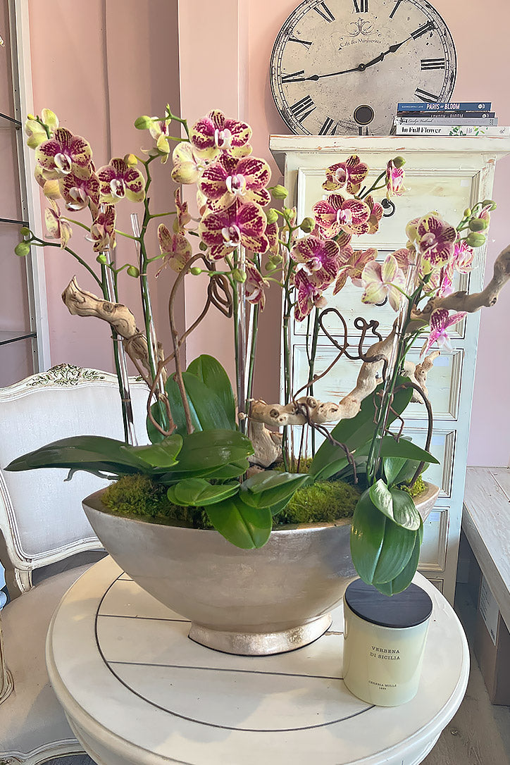 Yellow Phalaenopsis orchids patterned in magenta and fuchsia in a luminous gold vessel