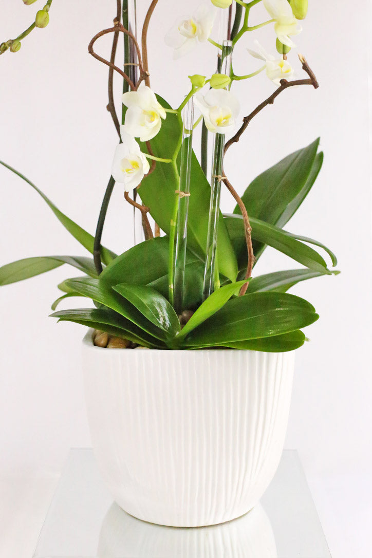 White ceramic pot with orchid leaves, clear midollino sticks and curly willow accents