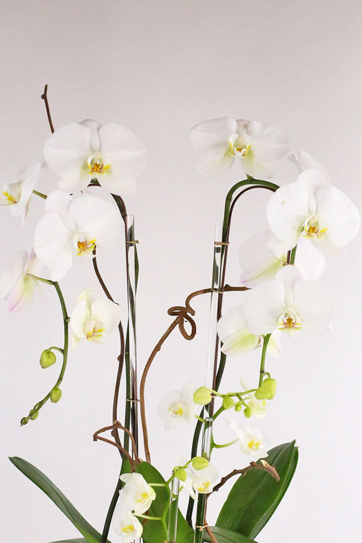 Close-up of showy white Phalaenopsis orchid blooms accented with curly willow