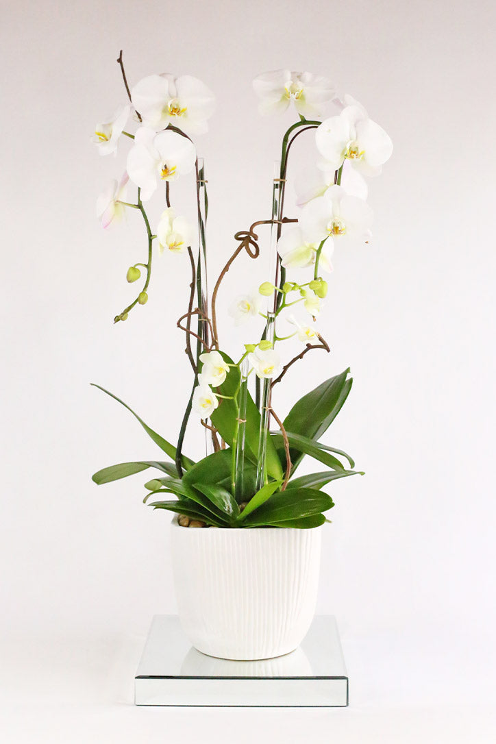 Multi-stem white Phalaenopsis orchids with clear supports in a white ceramic pot