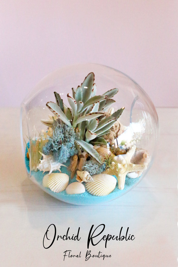 Green rosette succulents with moss, seashells and powder-blue sand in a glass terrarium.