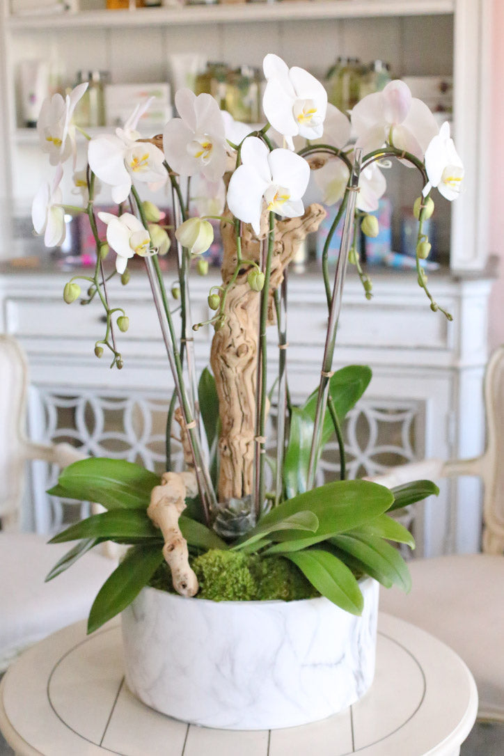 Santa Clarita Orchids