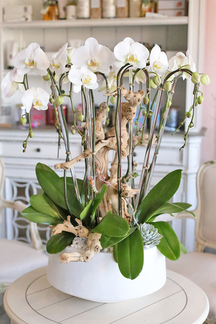 Tall white Phalaenopsis orchid display with driftwood and succulents in a shallow white pot