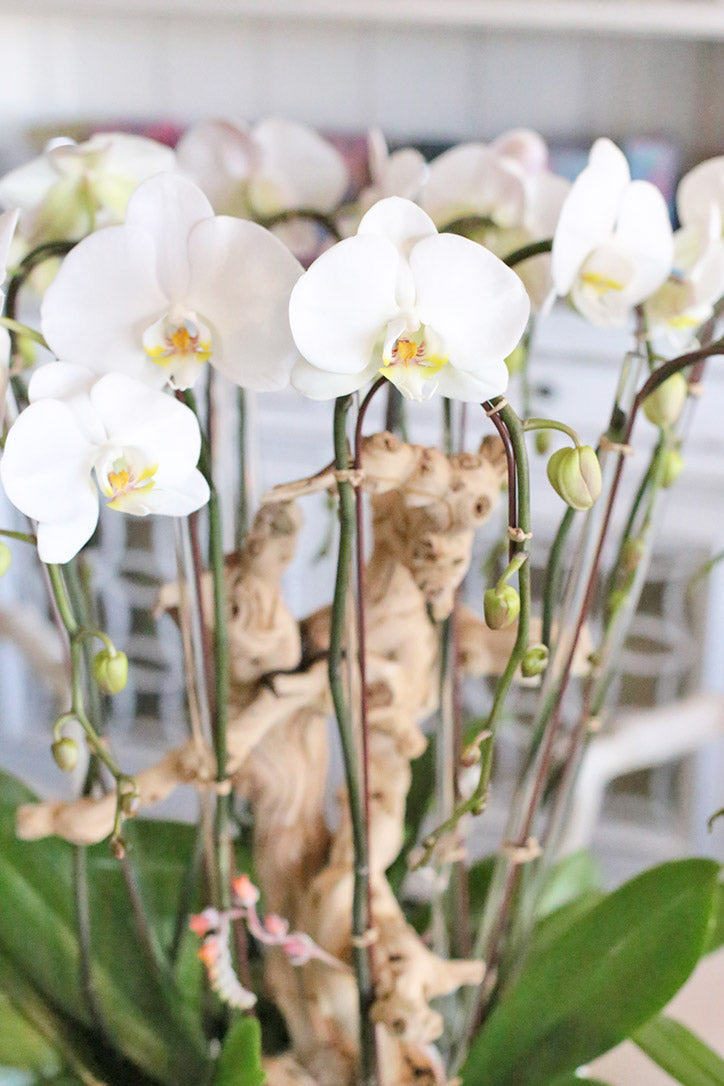 Close-up of cascading white Phalaenopsis blooms supported by clear acrylic stakes