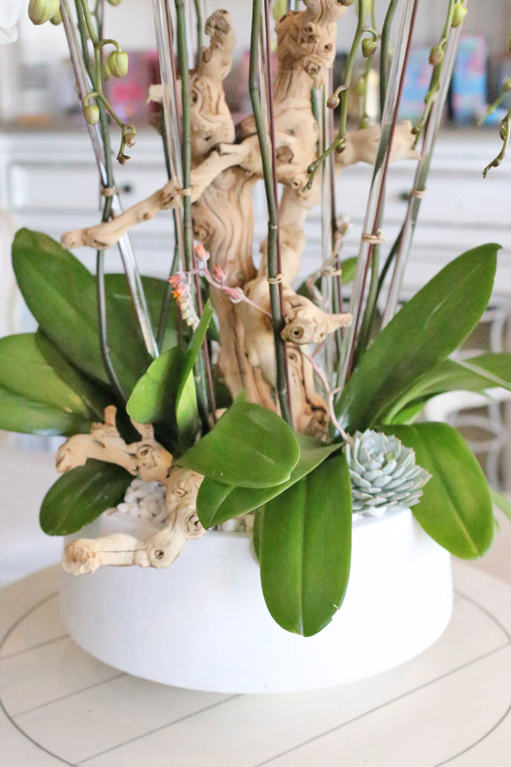 Shallow white pot with succulents, white pebbles, orchid leaves and driftwood