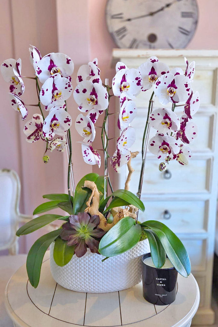 Painted Lady Orchids