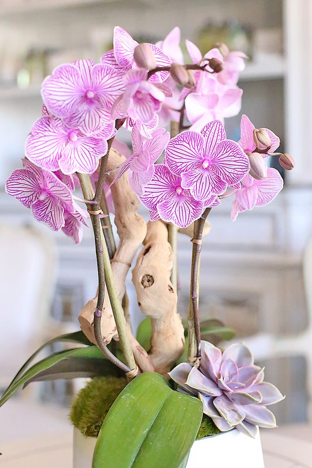 Close-up of soft pink orchid blooms supported by bamboo stakes above fresh moss