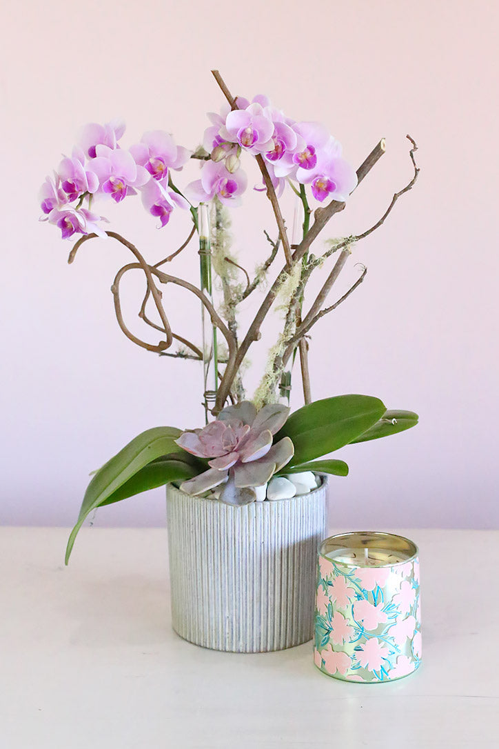 Pink multi-stem orchid with curly willow, succulents and natural stones in a decorative planter