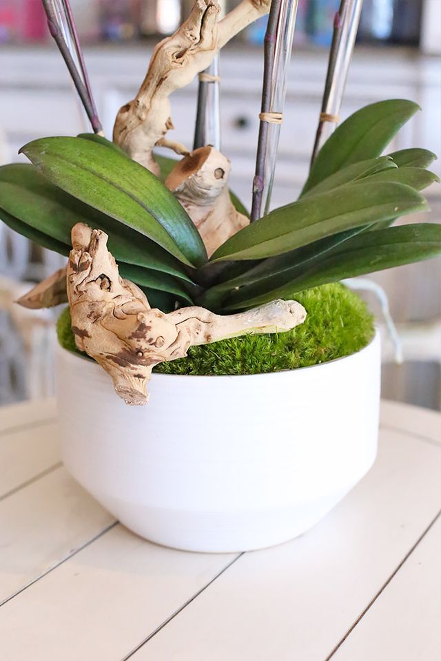 Large white ceramic vase with natural wood, fresh moss and blush orchid leaves