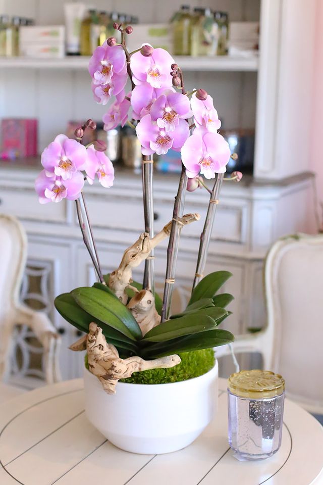 Blush pink Phalaenopsis orchids in a large white ceramic vase with natural wood and moss