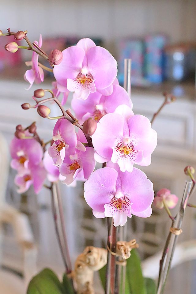 Close-up of medium blush orchid blooms supported by clear acrylic stakes