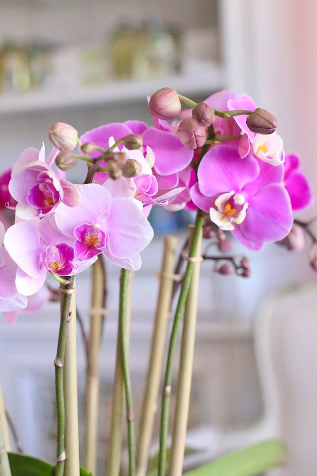 Close-up of soft pink baby Phalaenopsis orchid blooms supported by bamboo stakes