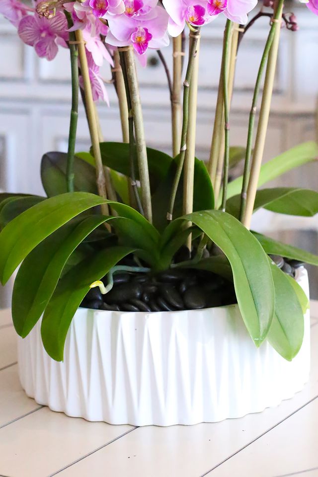 Pristine white vase with dark rocks, orchid leaves and five bamboo-supported stems