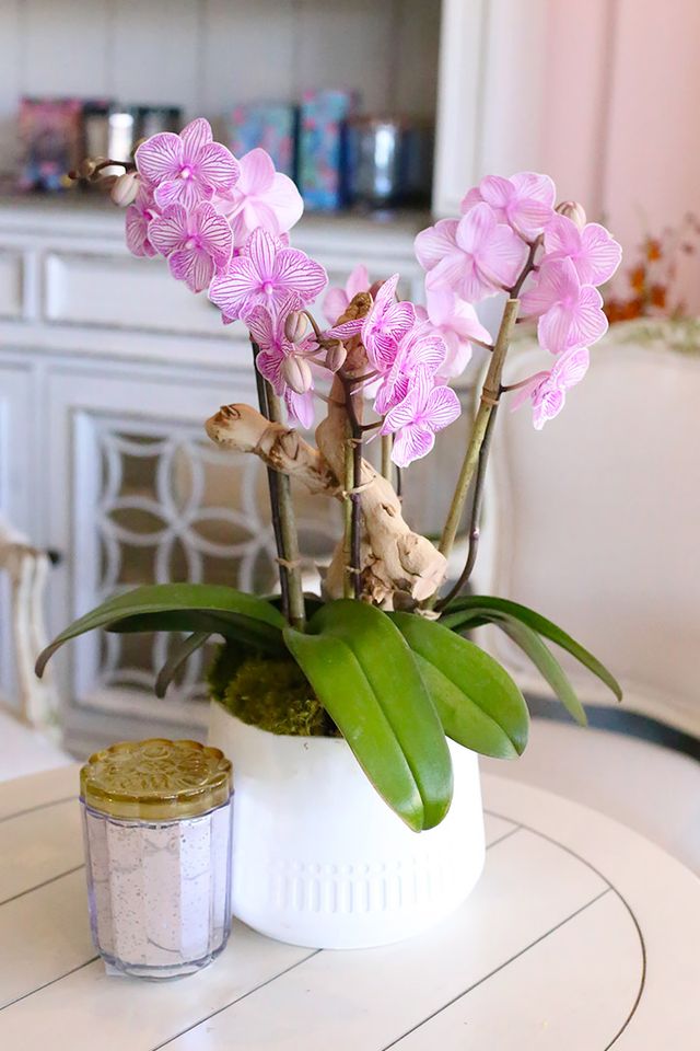 Baby pink Phalaenopsis orchids in a minimalist white ceramic vase with succulent and wood