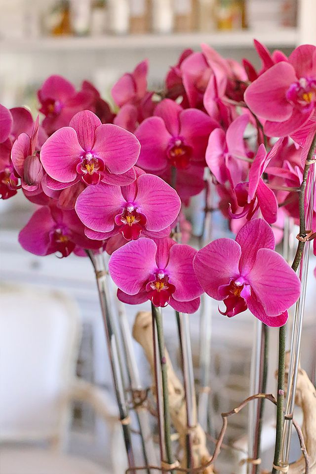 Close-up of bright pink Phalaenopsis blooms supported by clear acrylic stakes