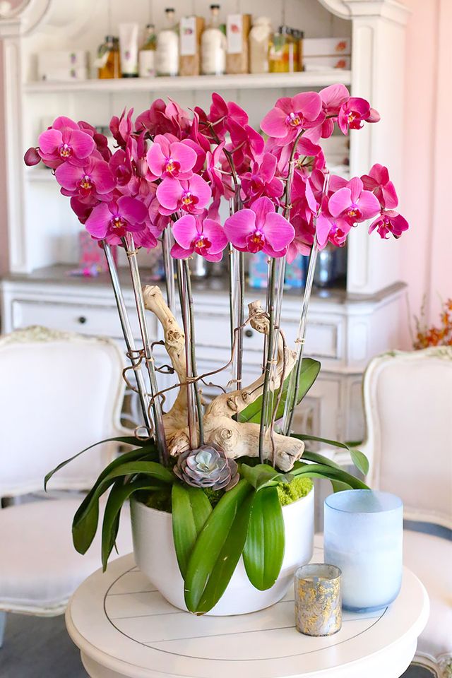 Bright pink Phalaenopsis orchids with succulent and wood in a white ceramic vase