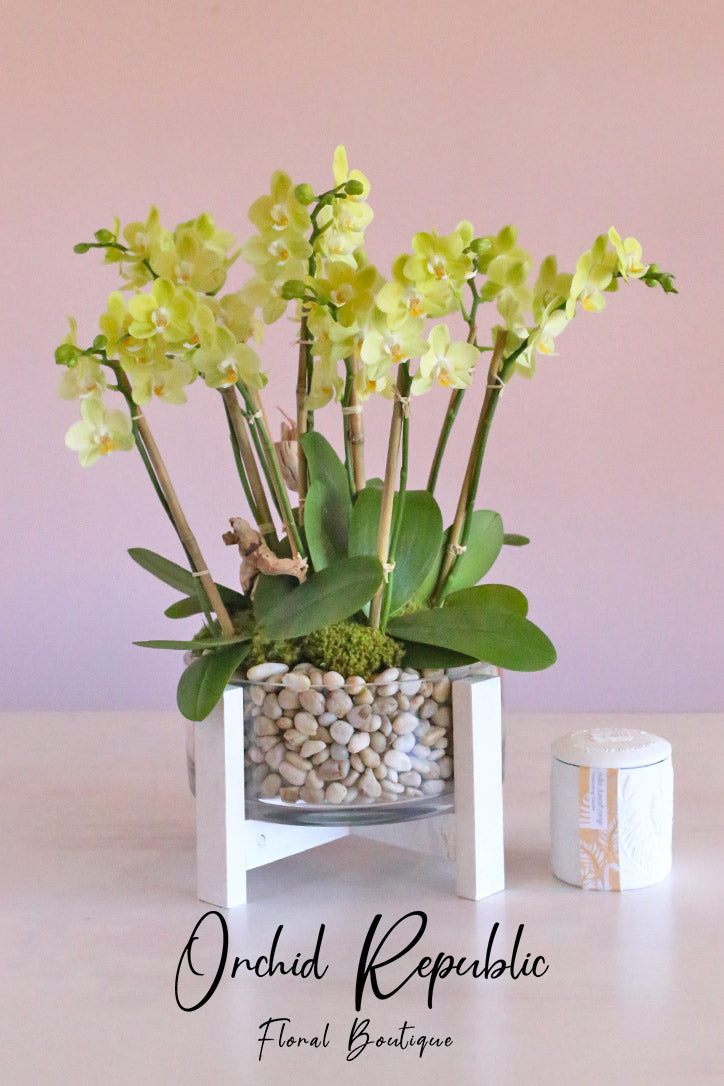Bright yellow Phalaenopsis orchids in a cylindrical glass vase with a custom holder