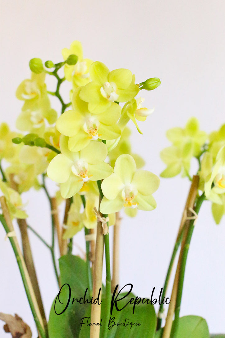 Close-up of sunshine-yellow orchid blooms supported by slim bamboo-like stakes