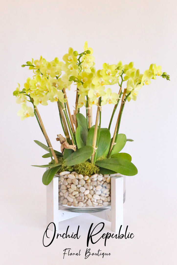 Bright yellow Phalaenopsis orchids in a cylindrical glass vase with a custom holder