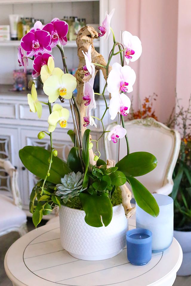 Tropical Trio Orchids