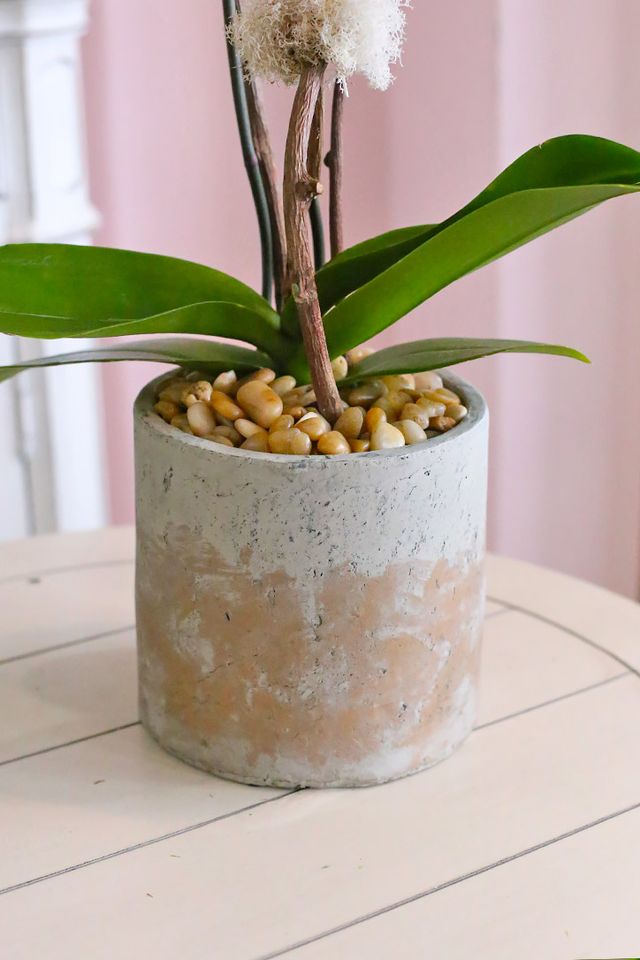 Watermelon Pink Orchids